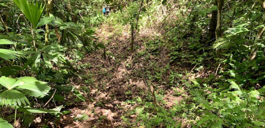 12 Acres of Rainforest Near Town and Nice Community