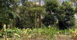 12 Acres of Rainforest Near Town and Nice Community