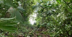 12 Acres of Rainforest Near Town and Nice Community