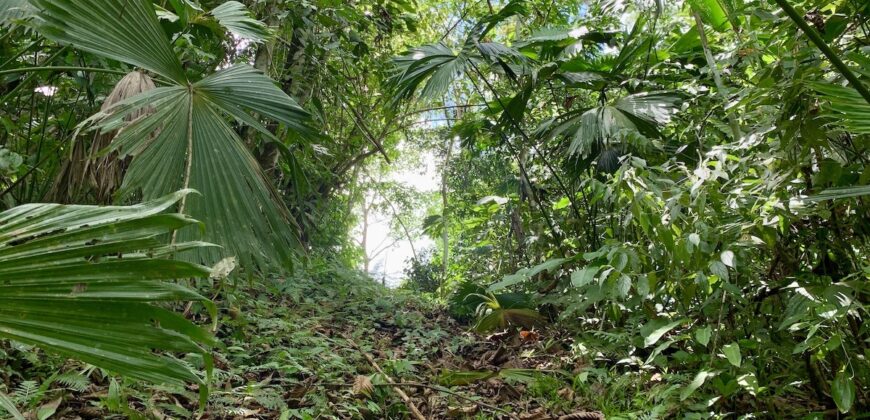 12 Acres of Rainforest Near Town and Nice Community