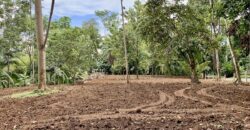 12 Acres of Rainforest Near Town and Nice Community