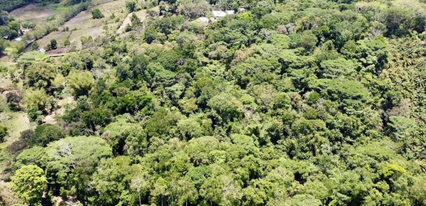 12 Acres of Rainforest Near Town and Nice Community