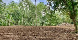 12 Acres of Rainforest Near Town and Nice Community