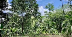 12 Acres of Rainforest Near Town and Nice Community