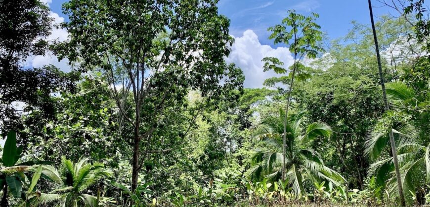 12 Acres of Rainforest Near Town and Nice Community