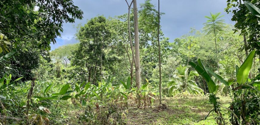 12 Acres of Rainforest Near Town and Nice Community