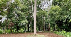 12 Acres of Rainforest Near Town and Nice Community