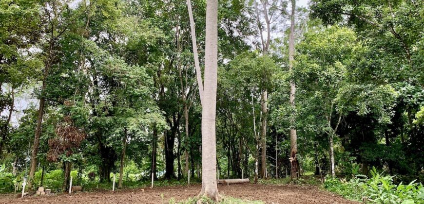 12 Acres of Rainforest Near Town and Nice Community