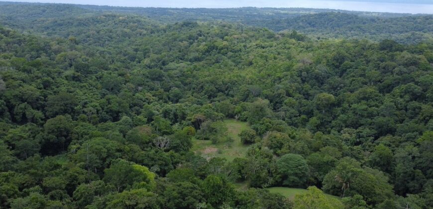 High Elevation Rainforest and Ocean View Property