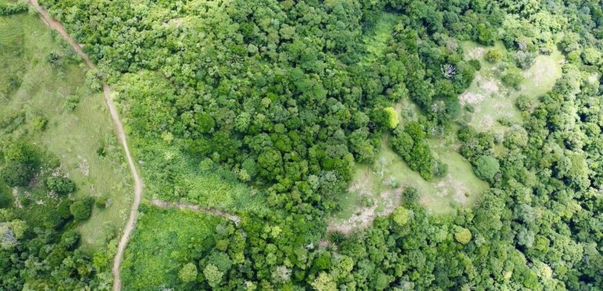 High Elevation Rainforest and Ocean View Property