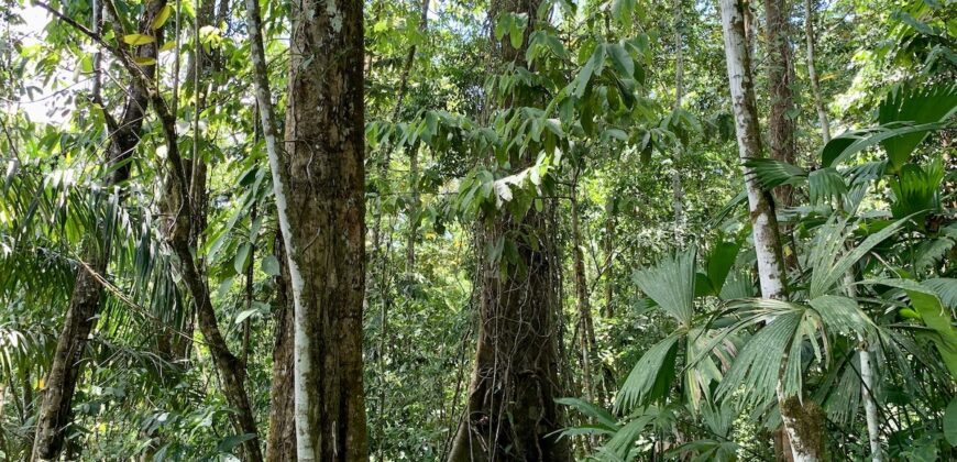 12 Acres of Rainforest Near Town and Nice Community