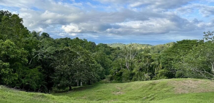 High Elevation Rainforest and Ocean View Property