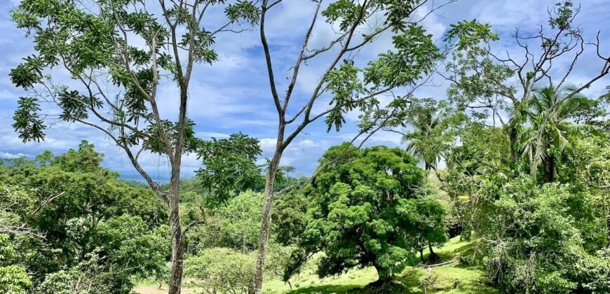 High Elevation Rainforest and Ocean View Property