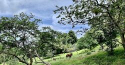 High Elevation Rainforest and Ocean View Property