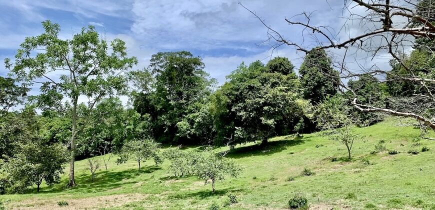 High Elevation Rainforest and Ocean View Property