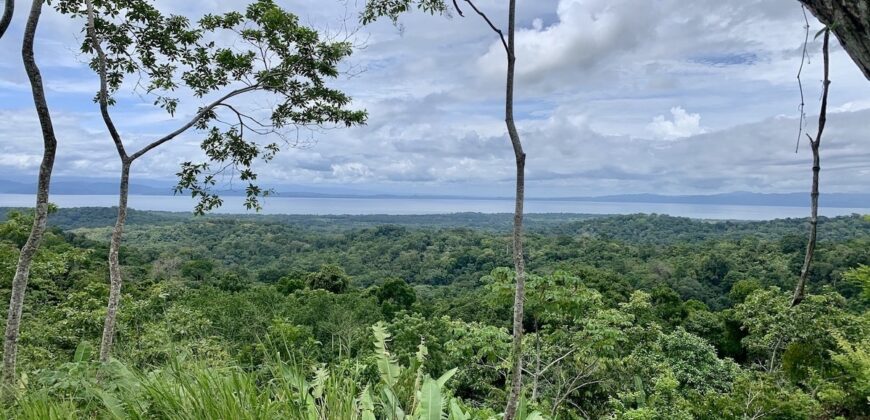 High Elevation Rainforest and Ocean View Property