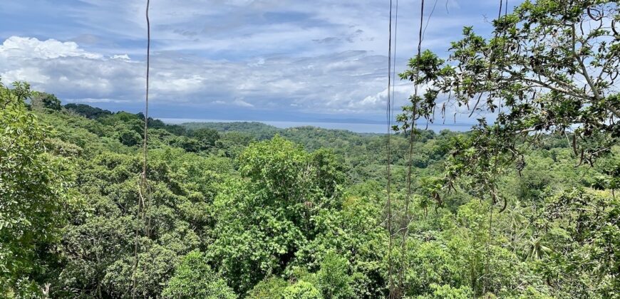 High Elevation Rainforest and Ocean View Property