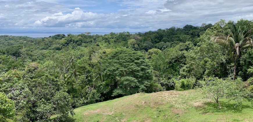 High Elevation Rainforest and Ocean View Property