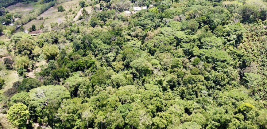 High Elevation Rainforest and Ocean View Property