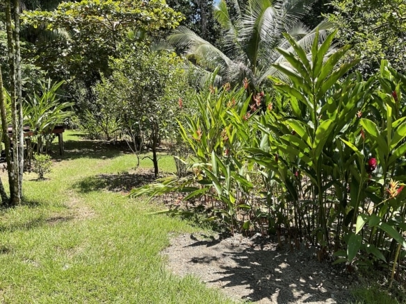 Pathway through greenery leading from house to forest edge. 