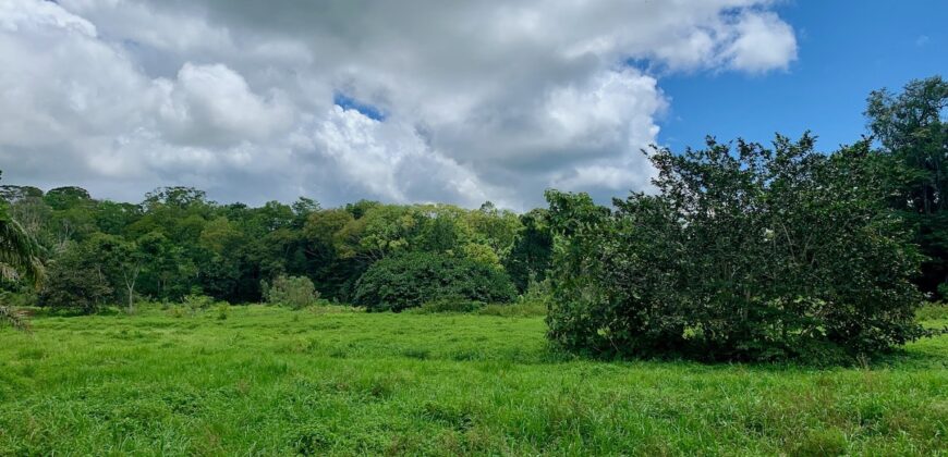 Jungle View Property in Osa Peninsula