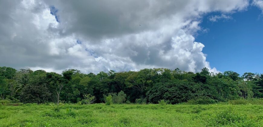 Jungle View Property in Osa Peninsula