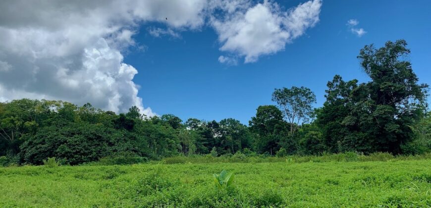 Jungle View Property in Osa Peninsula