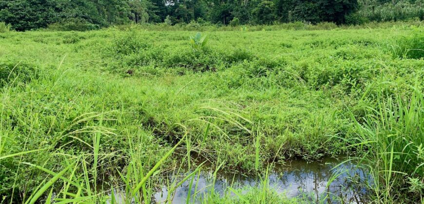 Jungle View Property in Osa Peninsula