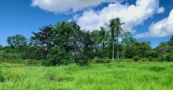Jungle View Property in Osa Peninsula