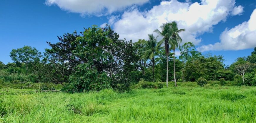 Jungle View Property in Osa Peninsula