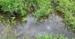 Jungle View Property in Osa Peninsula