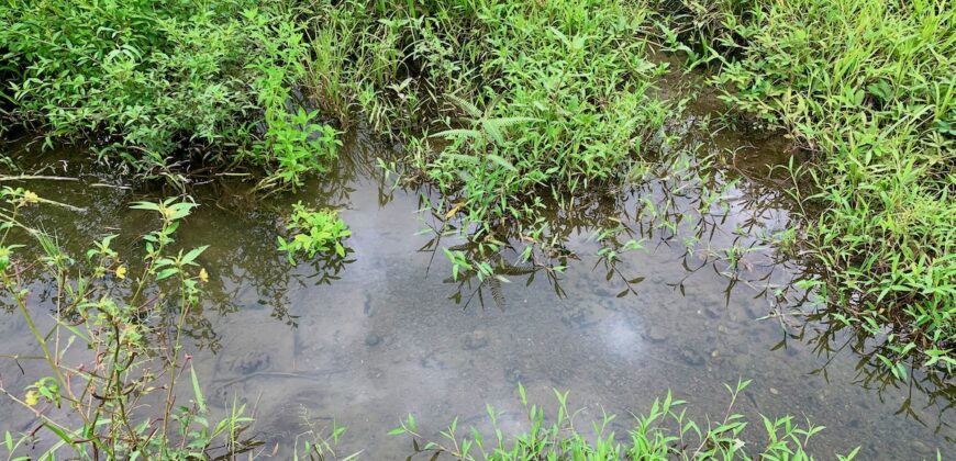 Jungle View Property in Osa Peninsula