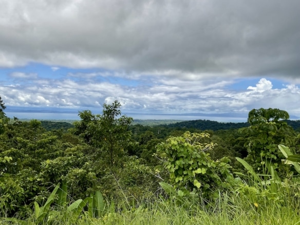 Blend of mountain forest and open land under bright sky. 