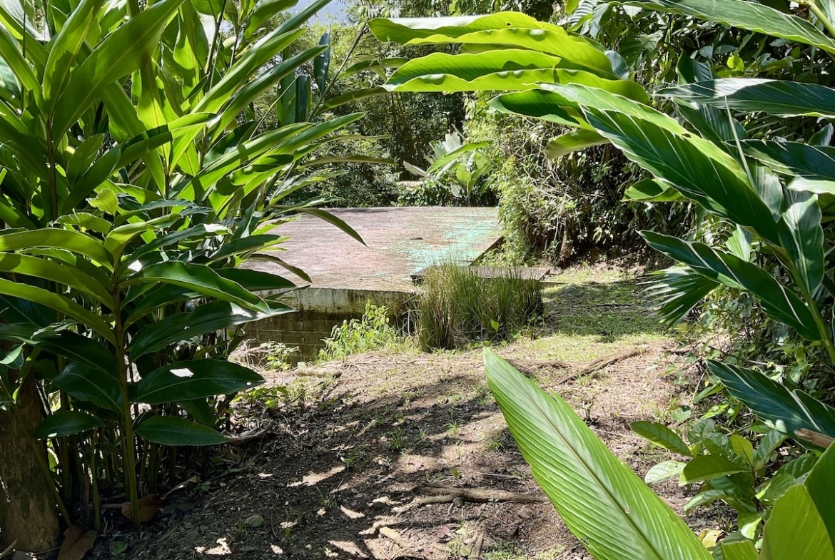 Tropical forest behind property with mature trees. 