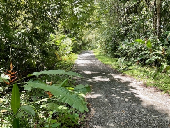 Hillside view overlooking tropical valley and Golfo Dulce. 