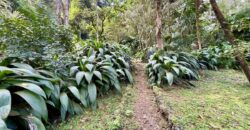 Turn-key Jungle Lodge in the Osa Peninsula