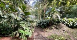 Turn-key Jungle Lodge in the Osa Peninsula