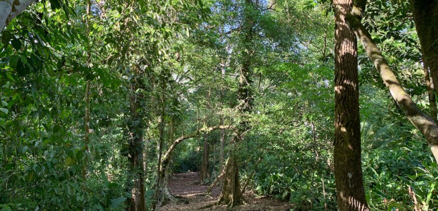 Beautiful Home and Property in Puerto Jiménez Osa Peninsula