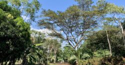 Beautiful Home and Property in Puerto Jiménez Osa Peninsula