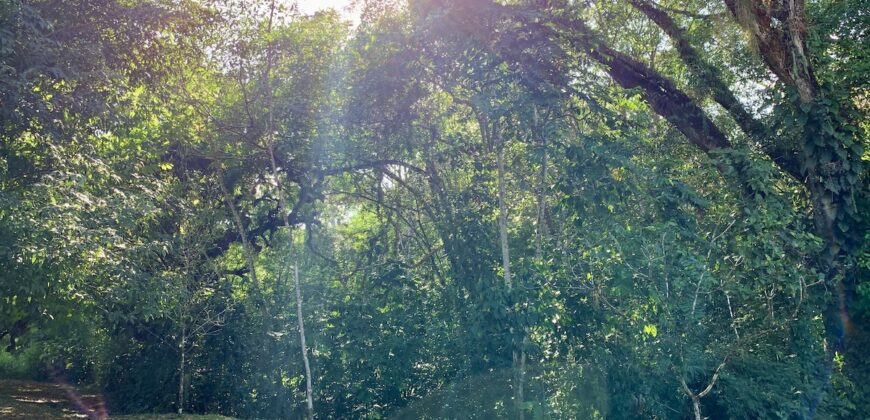 Beautiful Home and Property in Puerto Jiménez Osa Peninsula