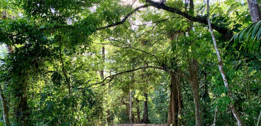 Beautiful Home and Property in Puerto Jiménez Osa Peninsula