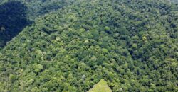 Ocean View Property In Osa Peninsula