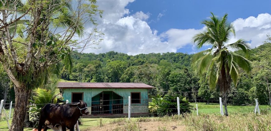 Ocean View Property In Osa Peninsula