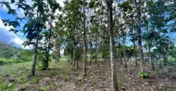 2.4 Acres Building Lot in Osa Peninsula