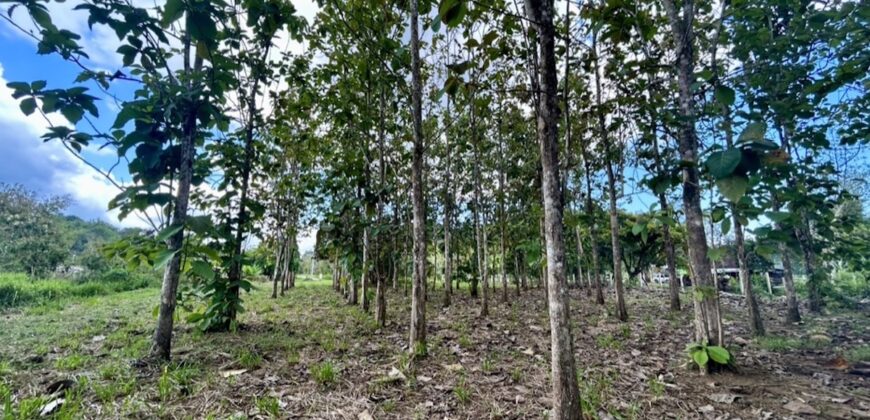 2.4 Acres Building Lot in Osa Peninsula