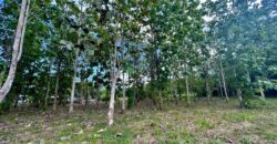 2.4 Acres Building Lot in Osa Peninsula