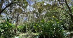 Great Homestead Property in the Osa Peninsula