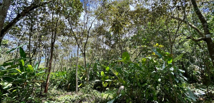 Great Homestead Property in the Osa Peninsula