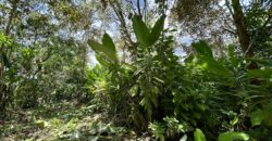 Great Homestead Property in the Osa Peninsula