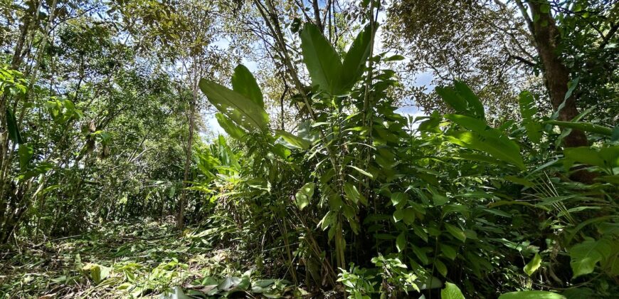 Great Homestead Property in the Osa Peninsula